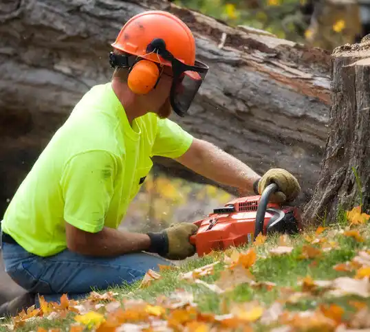 tree services Sunset Bay